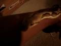 videos de Handling My Tiger Retic