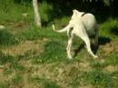 Bambina a caccia (Falchi Bianchi) Bambina a caccia (Falchi Bianchi)