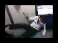Channy getting battered ha Best Viewed Small Channy getting battered ha Best Viewed Small