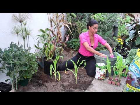 how to fertilize corn in a garden