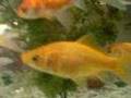 Poissons et chien de No mie