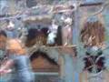 No Limit - 2 Unlimited - Draaiorgel core - de Adriaen