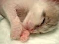 Fleur - Catnap #37A Fleur - Catnap #37A