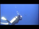 2008 Diving Tubbataha Reef Philippines 3/5