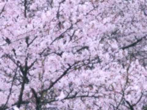 花のまち