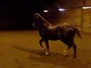 Paisano kicking up his heels