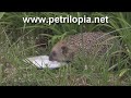 Canon Vixia HF10/HF100: Hedgehog Canon Vixia HF10/HF100: Hedgehog