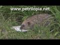 Canon Vixia HF10/HF100: Hedgehog