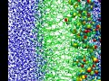 DMSO transport across a lipid membrane