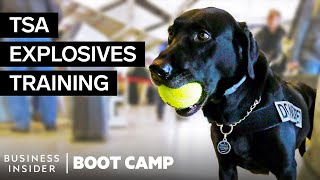 What TSA Airport Dogs Go Through In Explosives Training