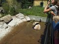 Fu Long teasing Yang Yang in the sun