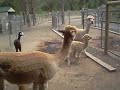 Aline visits new baby alpaca