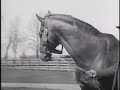 I love this horse. I love actual footage of this horse. So making this made me happy. The footage was sent to my by cf1970 #4 - Top Favorites (Today) - Pets & Animals #27 - Most Viewed (Today) - Pets & Animals #30 - Top Favorites (This Week) - Pets & Animals #33 - Most Discussed (Today) - Pets & Animals #47 - Top Rated (Today) - Pets & Animals www.HorseRaceGame.com