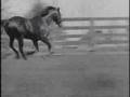 Man O' War [All videos, no photos]