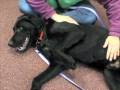 *ADOPTED* Zeus 6339379 Humane Society Colorado Adopt