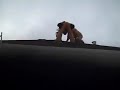 Kansas City Roof Leak Repair