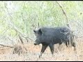 The Guides Life Trailer The Guides Life Trailer