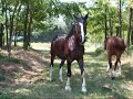 Shire Horse Stallion Herkules and friends Shire Horse Stallion Herkules and friends