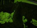 Director Feline & the S.O.C. - \"sea of acid\" (VIDEO)