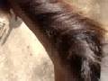 Horseback riding in Puerto Plata 3
