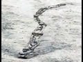 Icelandic river monster caught on tape?
