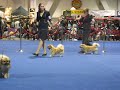 Eukanuba 2008 Tibetan Spaniels Eukanuba 2008 Tibetan Spaniels