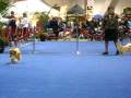 Eukanuba 2008 Tibetan Spaniels