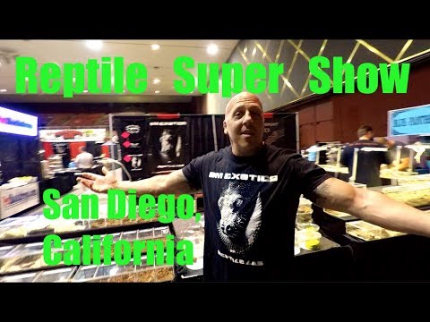 YouTube reptile video