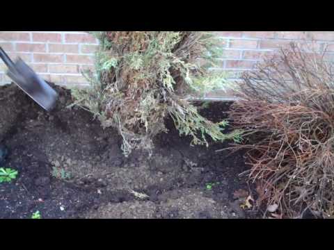 how to remove shrubs and replant