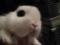 Oz & Akasha Hopping Around & Bunny Treat Cuteness!
