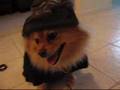 Gangsta Pomeranian
