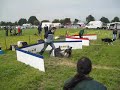 FourPaws Flying - Saunderton - BFA Flyball - 08-06-08