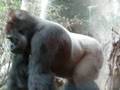 The real KING KONG in THE BRONX, NYC