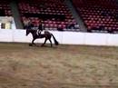 Mitos Smoky Doc -For Sale- Youth Show Equitation 2008 Mitos Smoky Doc -For Sale- Youth Show Equitation 2008