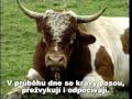 Krávy - jak je neznáte