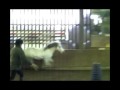 Connie, 28th nov, thunder & hercules free jumping.