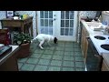 Border Collie/Great Pyrenees Mix and her Water Bowl Border Collie/Great Pyrenees Mix and her Water Bowl