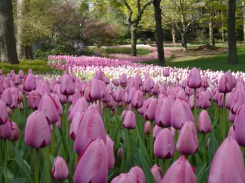 TULPEN AUS AMSTERDAM. Johan Strauss music,Andre Rieu,and a very special and 