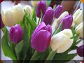 Johan Strauss music,Andre Rieu,and a very special and beautiful prezentation of tulips from Amsterdam!