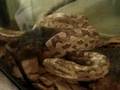 videos de snake kill jerbo