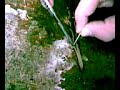 pitva zizaly / autopsy of earthworm