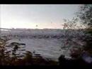Huge flock of Cormorants