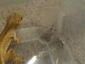 videos de Cricket Feeding 2