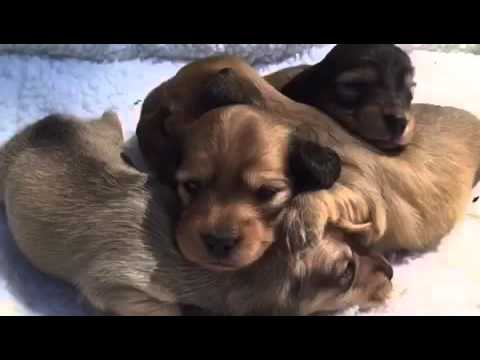 Miley and Bogies shaded cream litter