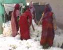 Indian Cotton Indian Cotton