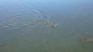 Spring Sight-Casting