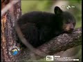 Orso nero americano (Ursus americanus)
