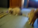 Catnip Frenzy