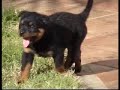rottweiler zeus g 