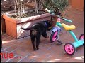 rottweiler zeus g 